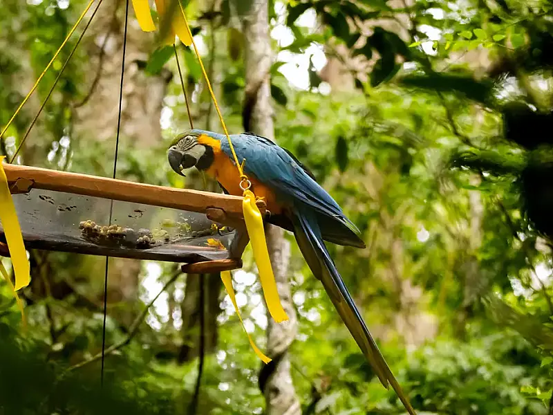 Araras-canindés coloridas voltam ao céu do Rio após 200 anos