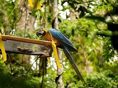 Araras-canindés coloridas voltam ao céu do Rio após 200 anos