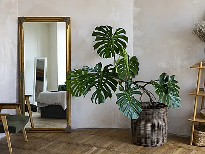 As melhores plantas para ter no quarto e melhorar seu sono e bem-estar