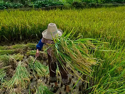 Promulgação do Protocolo da OIT reforça combate ao trabalho forçado no Brasil