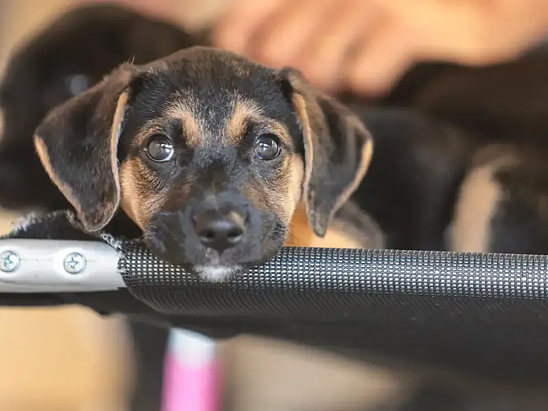 Convívio com animais e ações educativas: como ensinar empatia e quebrar o ciclo da violência no Brasil após caso chocante em Florianópolis