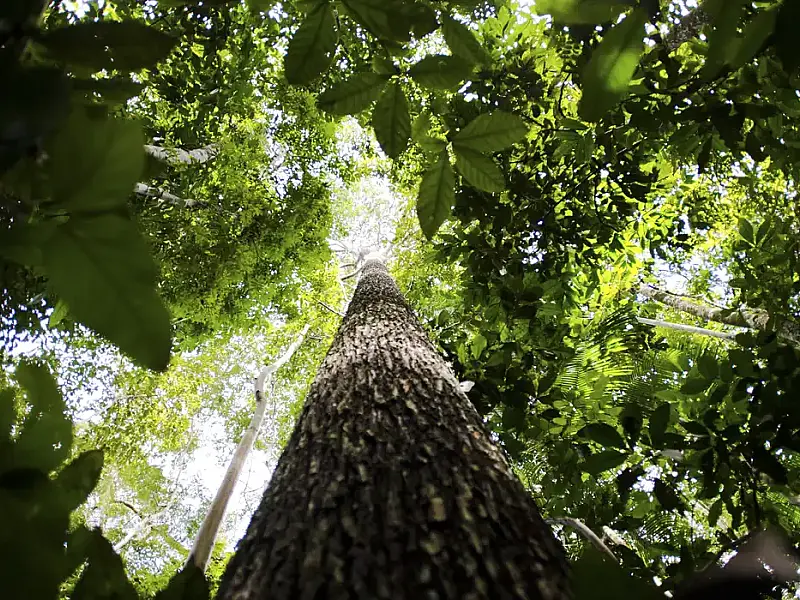 Governo federal avalia editar decreto sobre licenciamento ambiental para mitigar impactos da Lei 15.190/2025 e preservar biomas