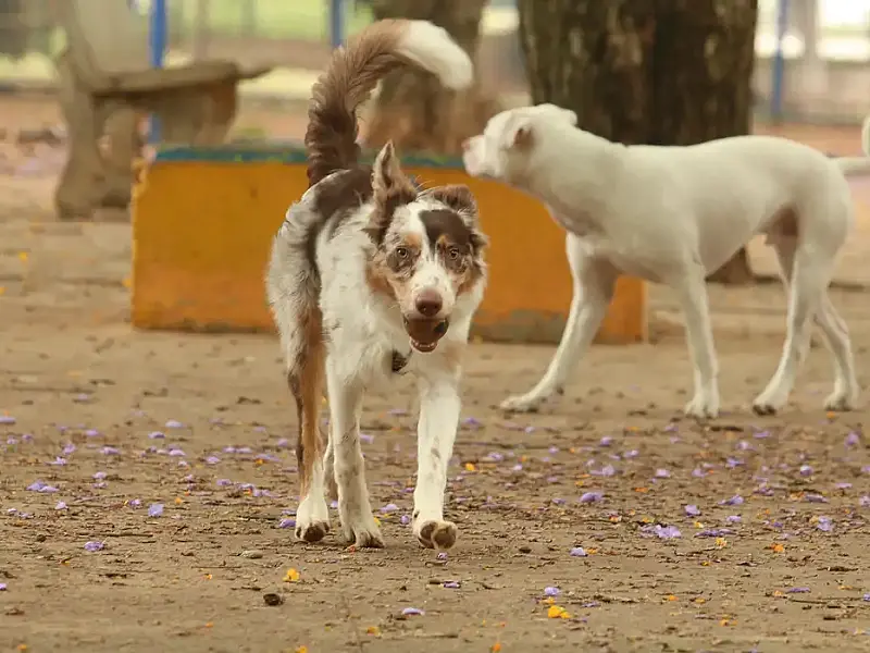 Multidões, barulho alto e calor excessivo no carnaval representam perigos para cães e gatos.