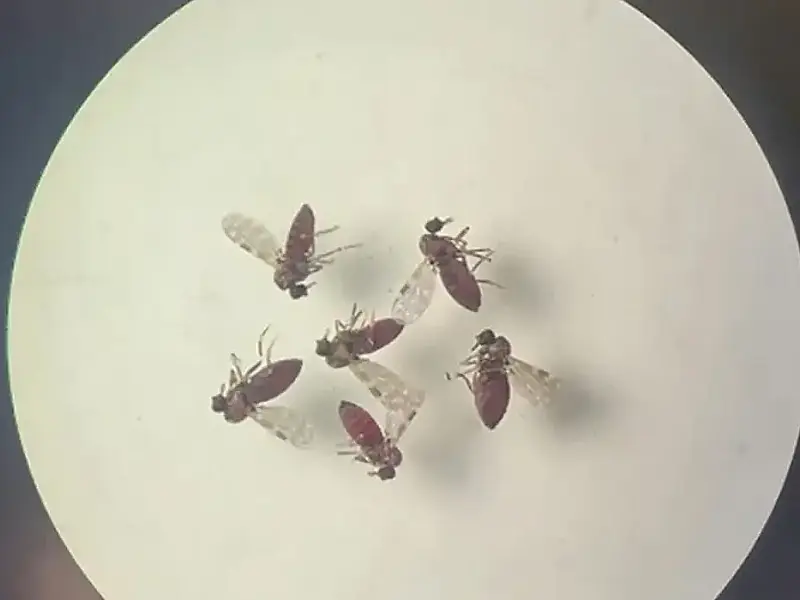 Conheça as diferenças entre febre do Oropouche e dengue reveladas por estudo em Manaus.