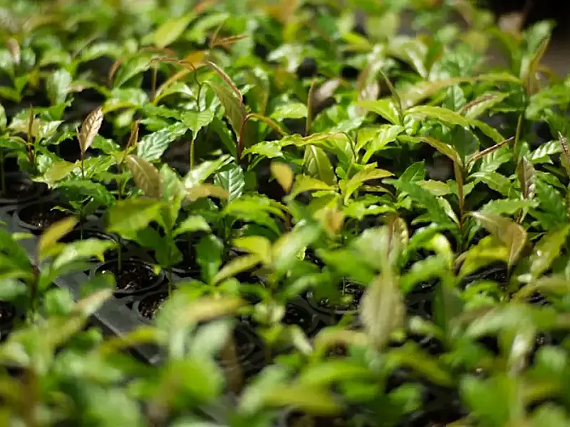 Mata Atlântica deixa rótulo de bioma devastado e se firma como modelo de restauração florestal