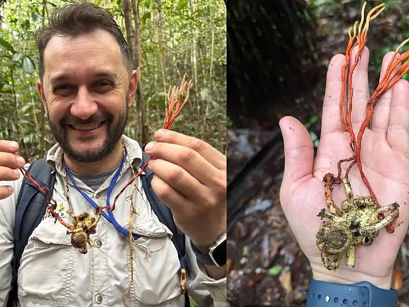 Descoberta inédita na Amazônia: fungo zumbi transforma tarântula gigante em marionete na Reserva Ducke e viraliza entre cientistas e fãs de The Last of Us