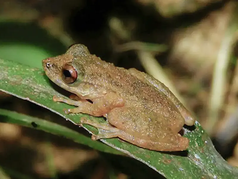 Nova perereca Ololygon paracatu é descoberta em riachos do cerrado mineiro