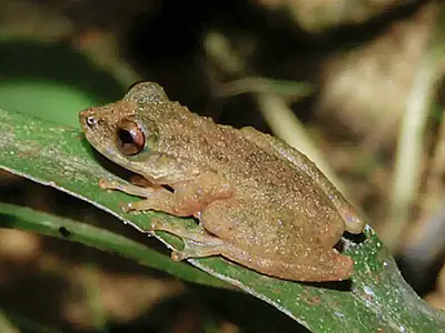 Nova perereca Ololygon paracatu é descoberta em riachos do cerrado mineiro