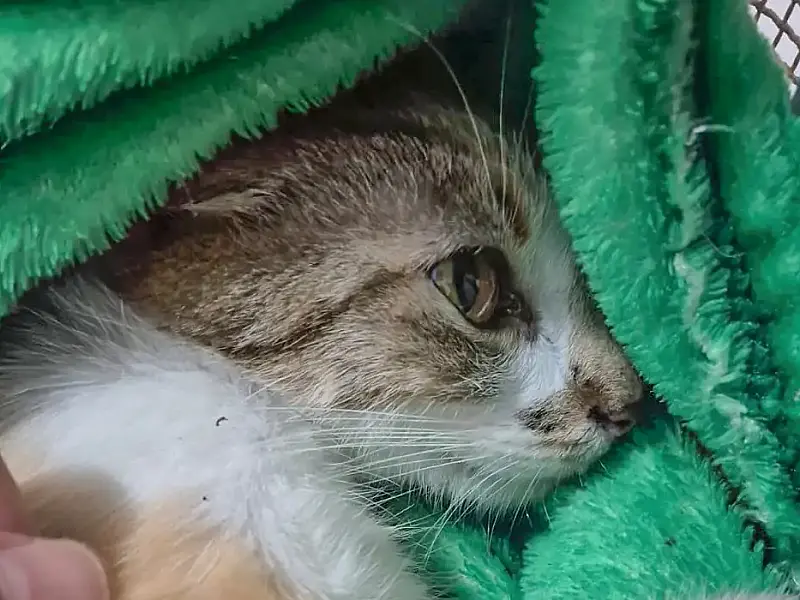 Mulher é presa em flagrante após arremessar gata do 12º andar de prédio no centro de Curitiba e gerar comoção nacional