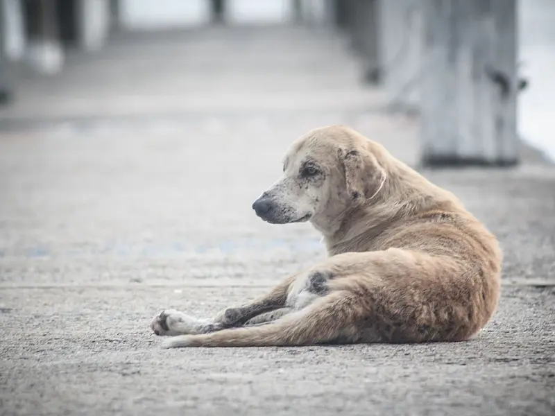 Lei municipal prevê multa para tutores que deixarem cães soltos em vias públicas.
