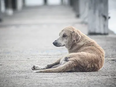 Nova lei prevê multa de até R$ 826 para cães soltos nas ruas