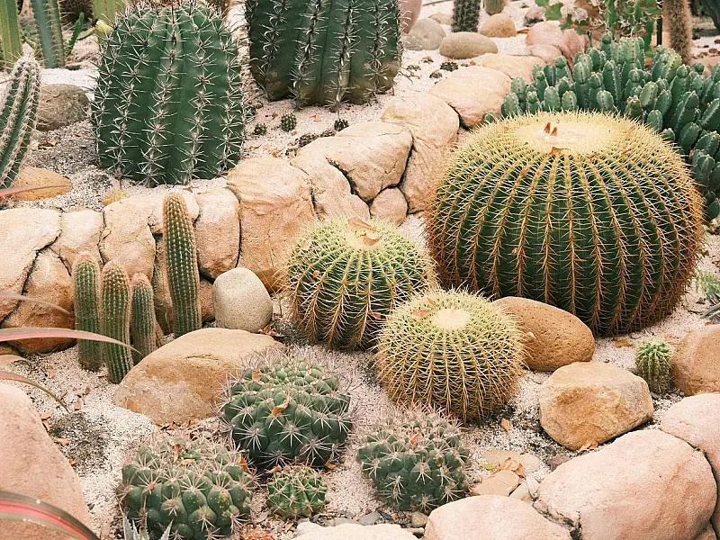 Vasos com cactos usados na decoração de ambientes internos