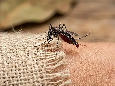 Por que mosquitos picam umas pessoas mais que outras? Ciência explica