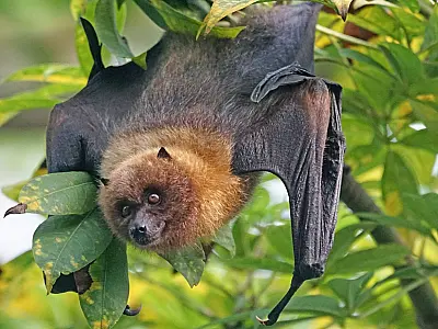 O que significa encontrar morcegos no quintal à noite e por que isso pode ser bom
