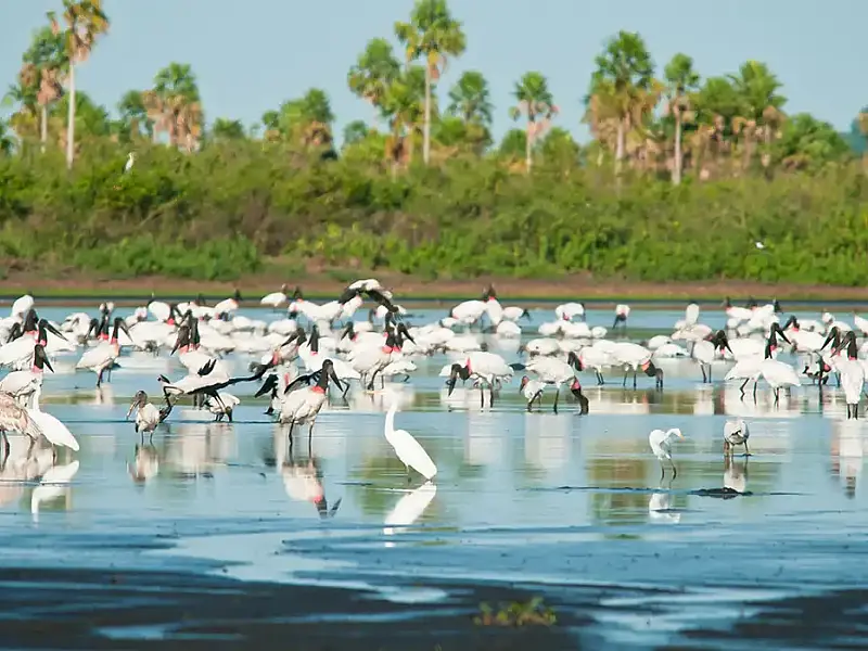 Governo federal expande proteções no Pantanal e cria reserva inédita no Cerrado mineiro com 148 mil hectares