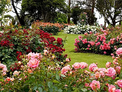 5 plantas de jardim que ajudam a melhorar saúde e bem estar