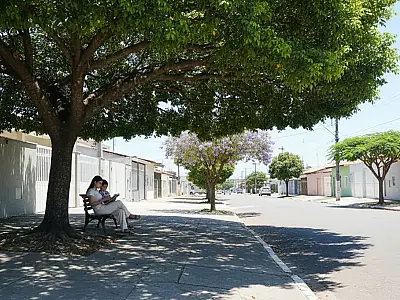 Ar-condicionado natural: 5 árvores que refrescam a casa sem destruir a calçada