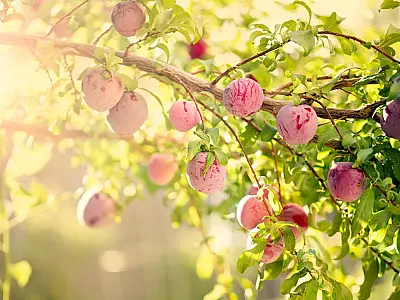 Ameixeira é opção de árvore frutífera ideal para jardins pequenos