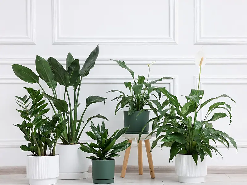 Plantas aromáticas podem ajudar a afastar insetos e decorar ambientes internos