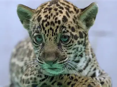 Filhote de onça-pintada nascido no BioParque Vale Amazônia recebe o nome de Xingu