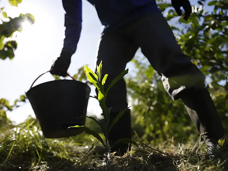 O PNDBio, apresentado em 1º de abril de 2026, transforma a rica biodiversidade brasileira em oportunidades econômicas, com R$ 350 milhões iniciais do Fundo Amazônia e metas ousadas para extrativistas e setor farmacêutico.