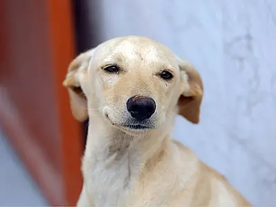 Nova lei define regras para guarda compartilhada de pets após separação