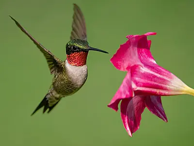 O que significa quando um beija flor entra na sua casa