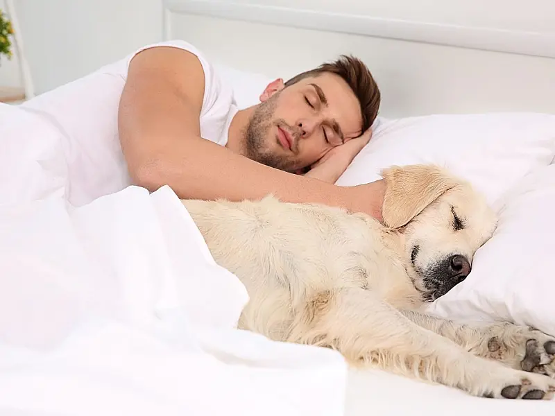 Presença do animal de estimação no quarto gera conforto, mas requer atenção com a rotina de descanso.