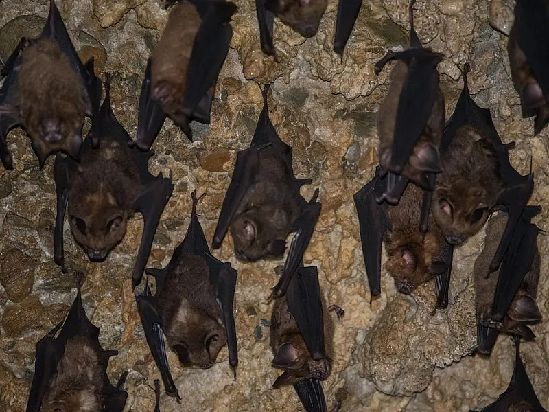 Monitoramento constante da fauna silvestre ajuda a prevenir o avanço de zoonoses nos bairros.