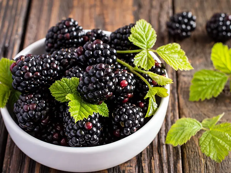 Rica em antioxidantes, a amora-preta auxilia na proteção vascular e no bem-estar na terceira idade
