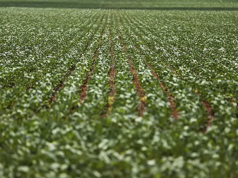 Dívidas rurais: impasse entre governo e agro continua.