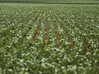 Impasse sobre dívidas rurais: o que está por trás da disputa entre governo e agro