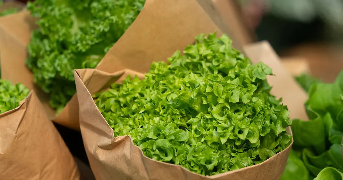 Imagem em plano fechado mostrando dezenas de cabeças de alface verde-claro cultivadas de forma simétrica e organizada
