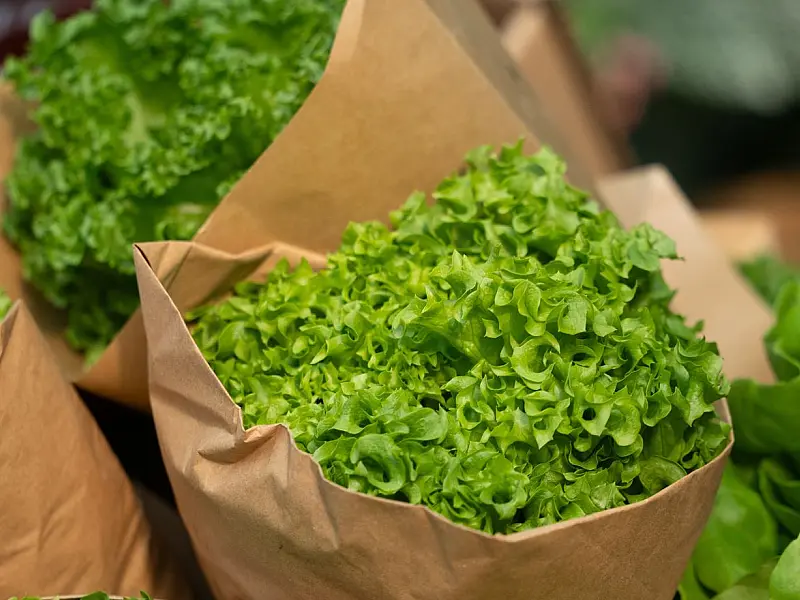 Investigação sanitária tenta identificar a origem exata da contaminação que afeta a cadeia de vegetais folhosos