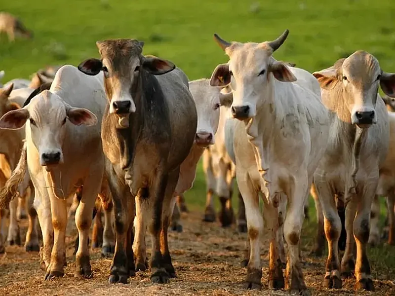 Gado pastando em área de transição para o Cerrado no Matopiba, impulsionando a pecuária nordestina.