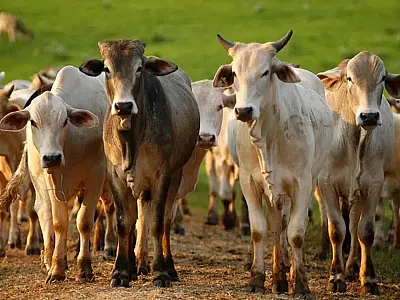 Como o Nordeste se tornou o novo motor da pecuária nacional