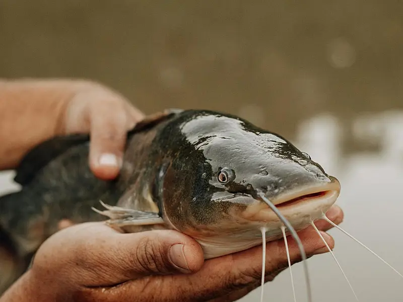 Estudo revela células tumorais que migram entre peixes de água doce em lago da América do Norte