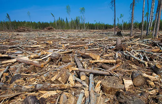 Troncos de árvores cortadas em área de floresta sob monitoramento de órgãos ambientais