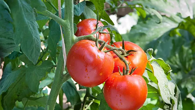 Lavouras de tomate passam a contar com subsídio federal no valor dos financiamentos agrícolas