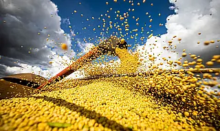 Safra de grãos deve bater 360 milhões de toneladas, mas trigo e arroz geram alerta
