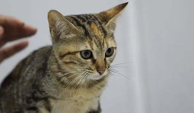 São Vicente alerta: tutores podem ser responsabilizados por cães e gatos soltos nas ruas
