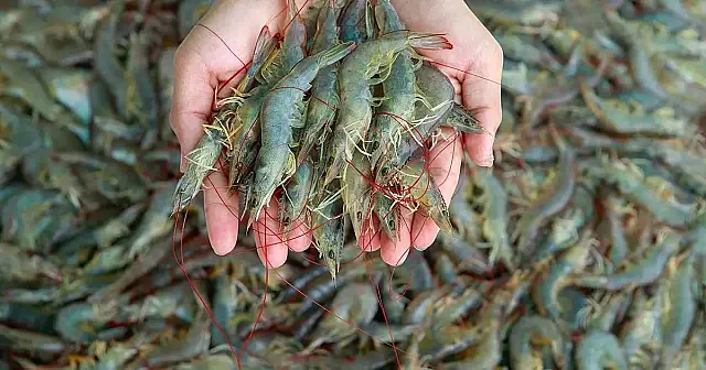 Paraíba dobra faturamento da aquicultura e produção de camarão ultrapassa 20 mil toneladas