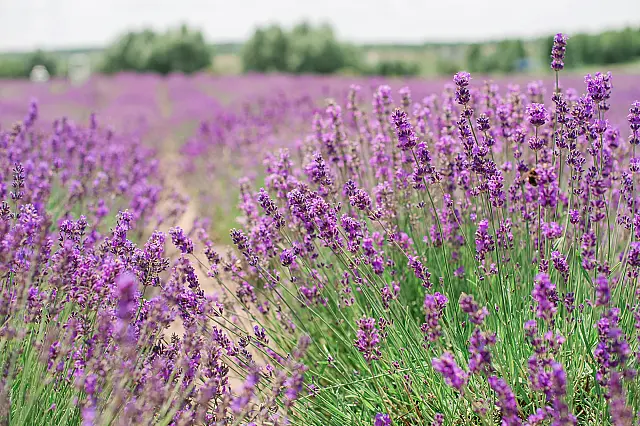 Lavanda: conheça os benefícios da planta para o sono, a ansiedade e o bem-estar