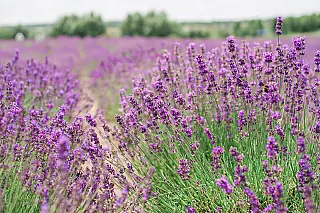 Lavanda: conheça os benefícios da planta para o sono, a ansiedade e o bem-estar