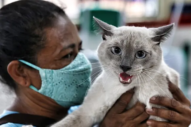 Recife oferece 735 vagas para castração gratuita de cães e gatos em outubro