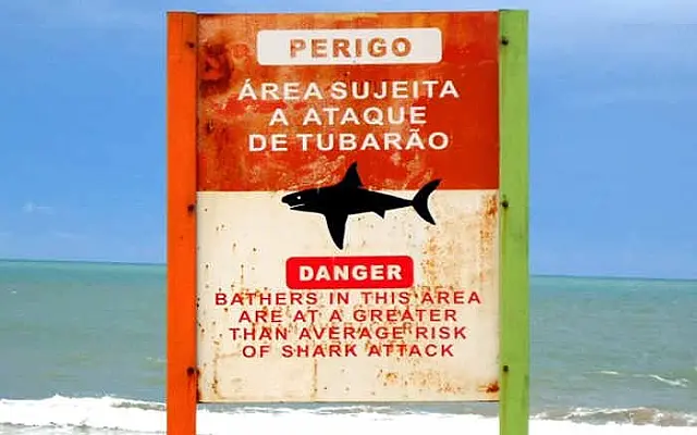Recife registra primeira captura de tubarão-tigre após retomada do monitoramento
