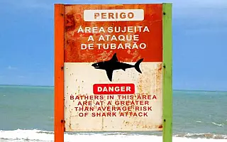 Recife registra primeira captura de tubarão-tigre após retomada do monitoramento