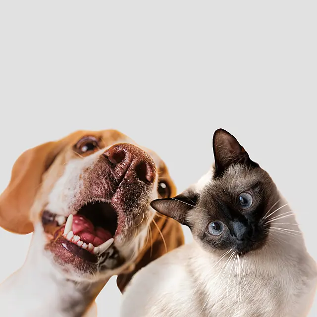Calor intenso exige cuidados com cães e gatos; veja como proteger os animais de estimação