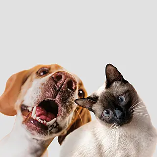 Calor intenso exige cuidados com cães e gatos; veja como proteger os animais de estimação