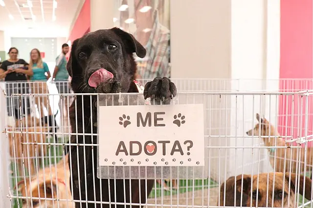 Feira no Recife reúne cães e gatos castrados para adoção no sábado (17); saiba como participar